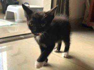 Gato raça SRD-ViraLata idade 2 a 6 meses nome PRETINHO