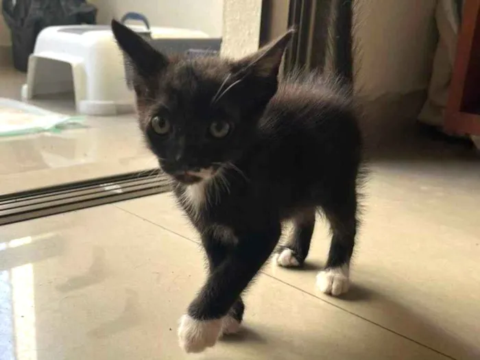 Gato ra a SRD-ViraLata idade 2 a 6 meses nome PRETINHO