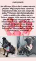 Pitanga