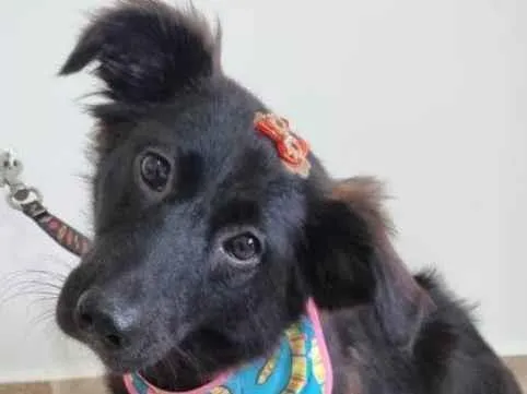 Cachorro ra a Srd idade 7 a 11 meses nome Pitanga