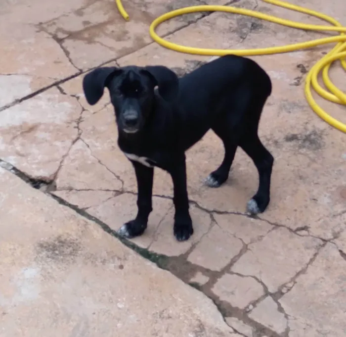 Cachorro ra a Vira lata  idade 2 a 6 meses nome Pretinha 