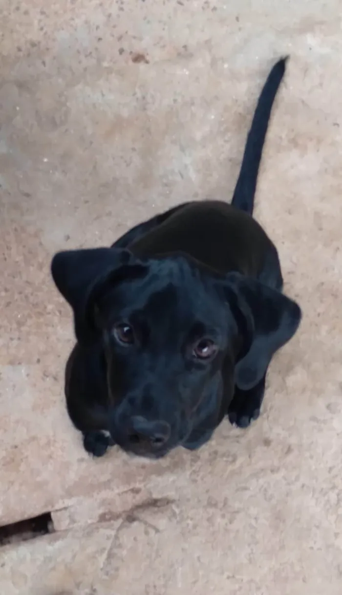 Cachorro ra a Vira lata  idade 2 a 6 meses nome Pretinha 