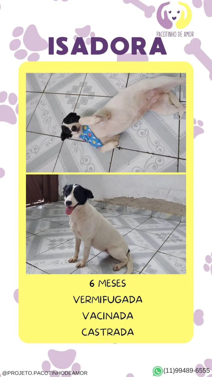 Cachorro ra a SRD-ViraLata idade 2 a 6 meses nome Isadora