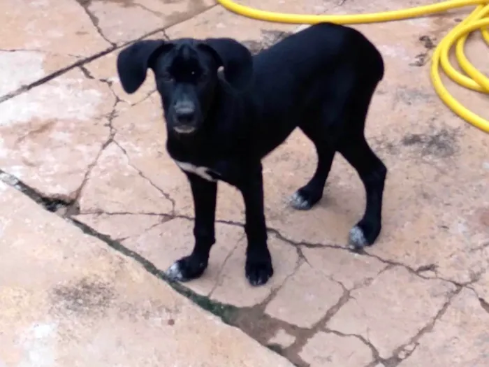 Cachorro ra a Vira lata  idade 2 a 6 meses nome Pretinha 