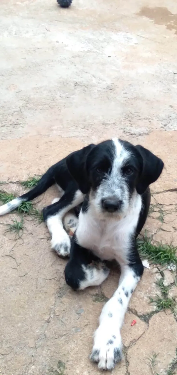 Cachorro ra a Dálmata idade 2 a 6 meses nome Rabucho 