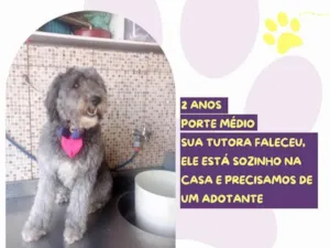 Cachorro raça SRD-ViraLata idade 2 anos nome Mahalo
