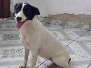 Cachorro raça SRD-ViraLata idade 2 a 6 meses nome Isadora