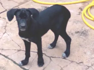 Cachorro raça Vira lata  idade 2 a 6 meses nome Pretinha 