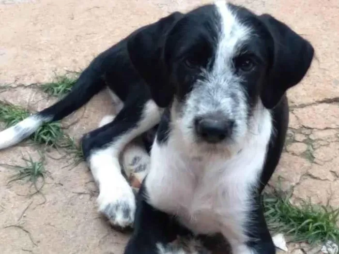 Cachorro ra a Dálmata idade 2 a 6 meses nome Rabucho 