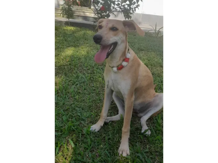 Cachorro ra a SRD-ViraLata idade 7 a 11 meses nome Melzinha