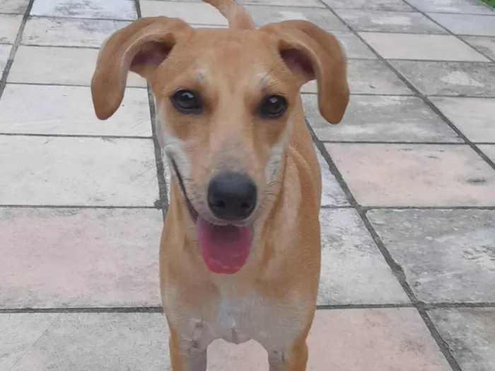 Cachorro ra a SRD-ViraLata idade 7 a 11 meses nome Melzinha