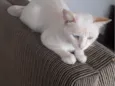 Nick