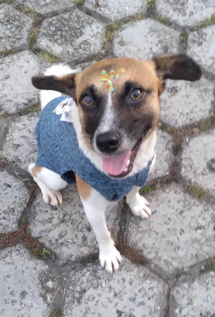 Cachorro ra a SRD-ViraLata idade 1 ano nome Nina
