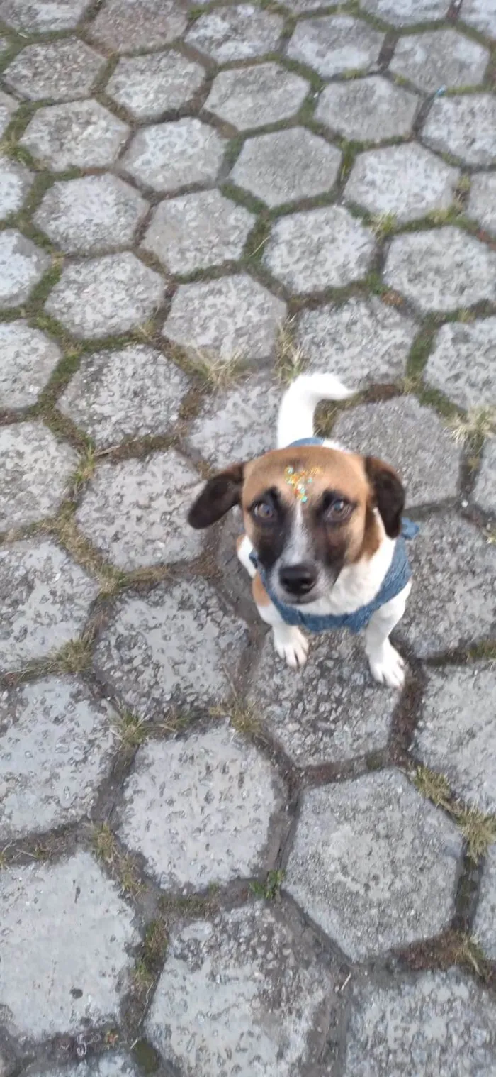 Cachorro ra a SRD-ViraLata idade 1 ano nome Nina