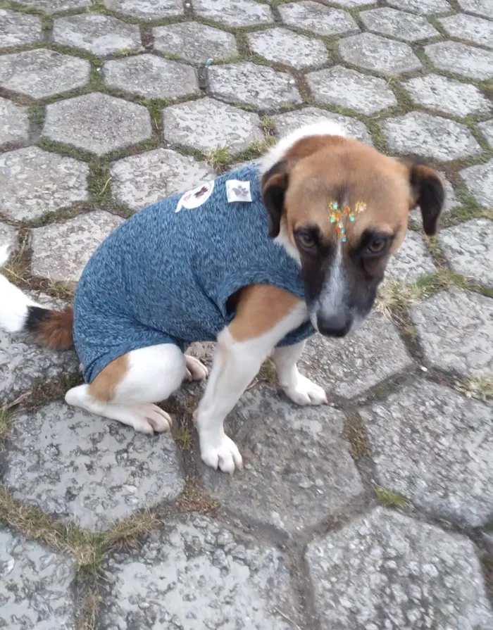 Cachorro ra a SRD-ViraLata idade 1 ano nome Nina