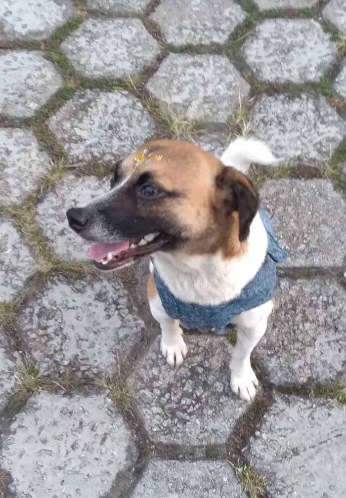 Cachorro ra a SRD-ViraLata idade 1 ano nome Nina