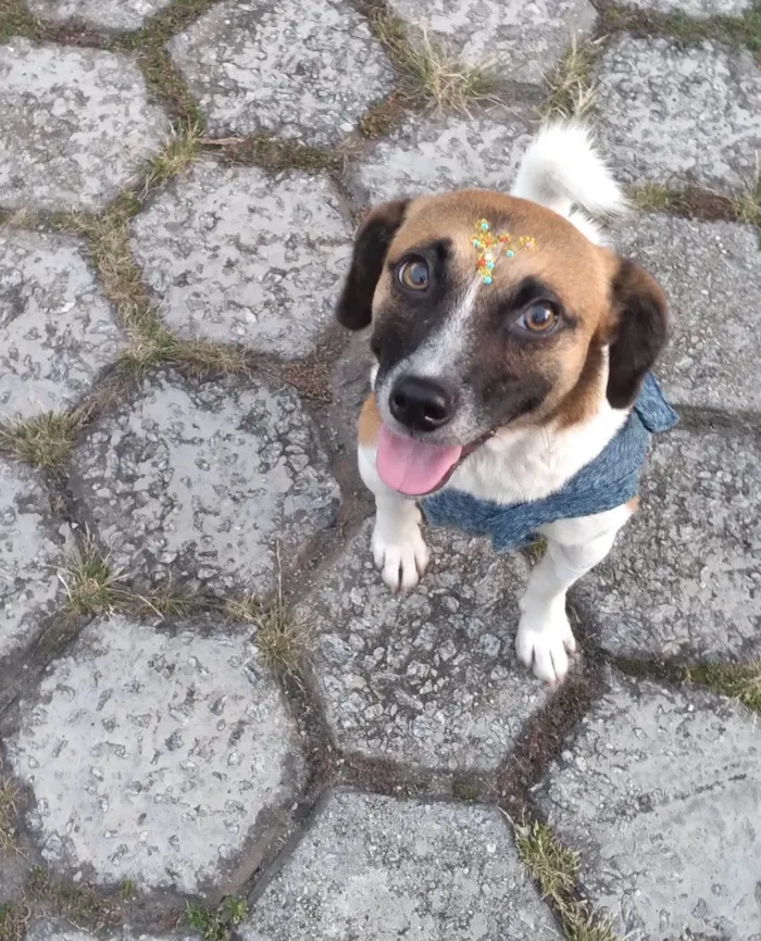 Cachorro ra a SRD-ViraLata idade 1 ano nome Nina