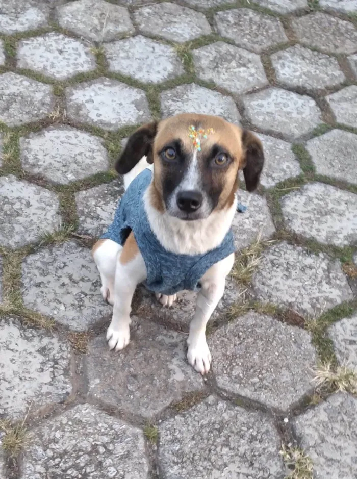 Cachorro ra a SRD-ViraLata idade 1 ano nome Nina