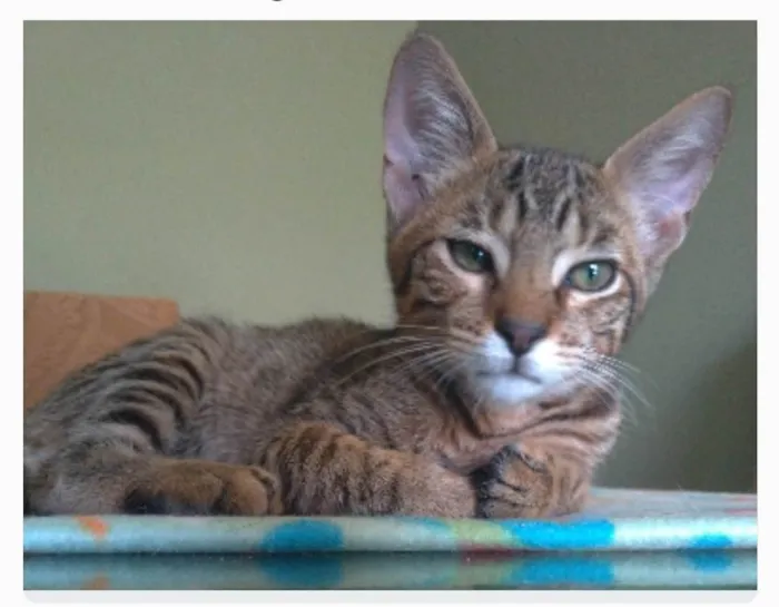 Gato ra a srd tigradinho idade 7 a 11 meses nome NICK