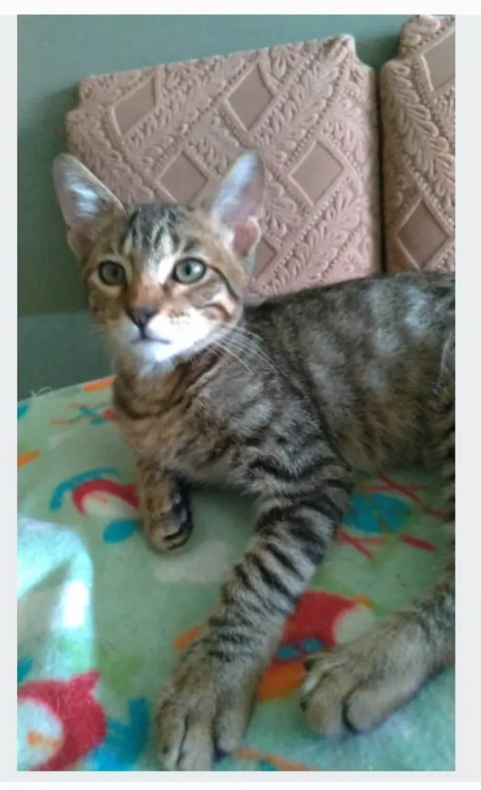 Gato ra a srd tigradinho idade 7 a 11 meses nome NICK