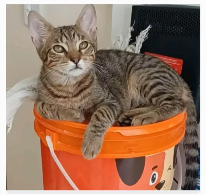 Gato ra a srd tigradinho idade 7 a 11 meses nome NICK