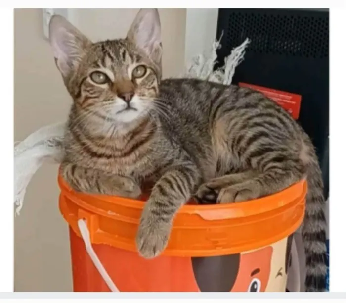 Gato ra a srd tigradinho idade 7 a 11 meses nome NICK