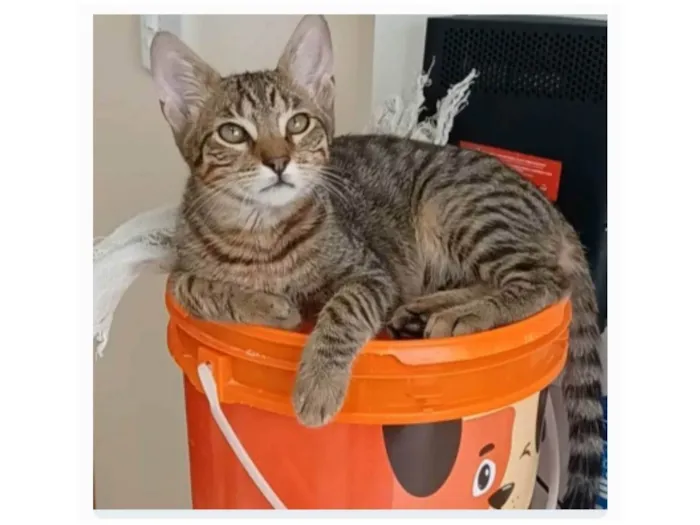Gato ra a srd tigradinho idade 7 a 11 meses nome NICK
