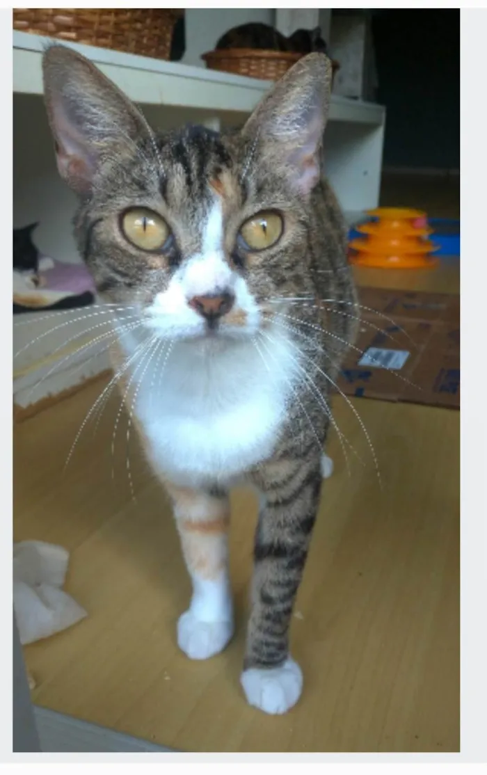 Gato ra a srd tigradinha  idade 1 ano nome TYNNA
