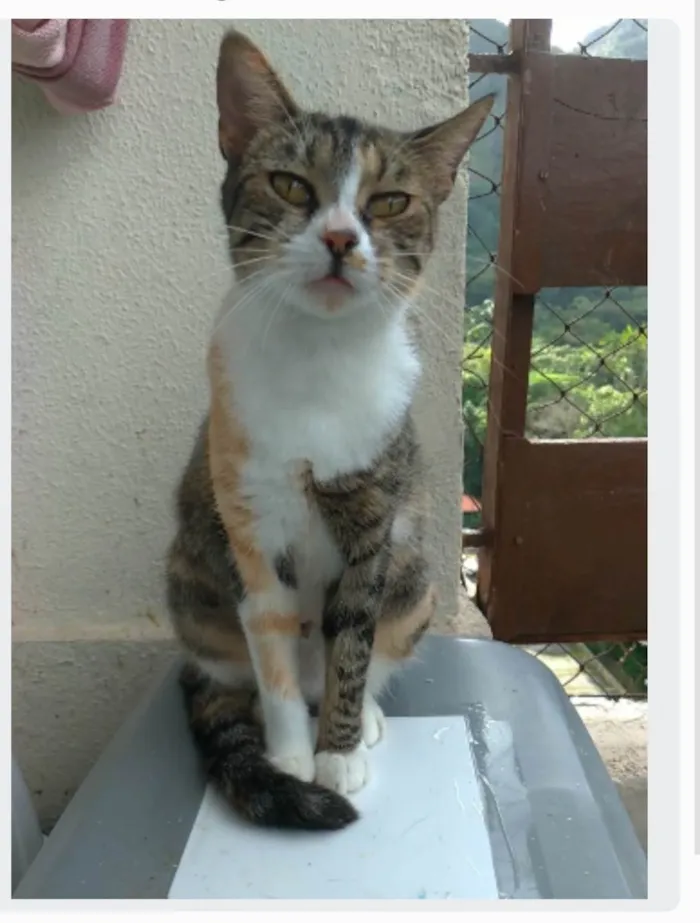 Gato ra a srd tigradinha  idade 1 ano nome TYNNA