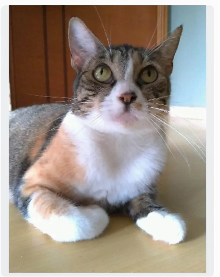 Gato ra a srd tigradinha  idade 1 ano nome TYNNA