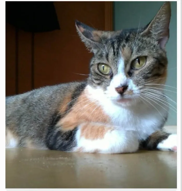 Gato ra a srd tigradinha  idade 1 ano nome TYNNA