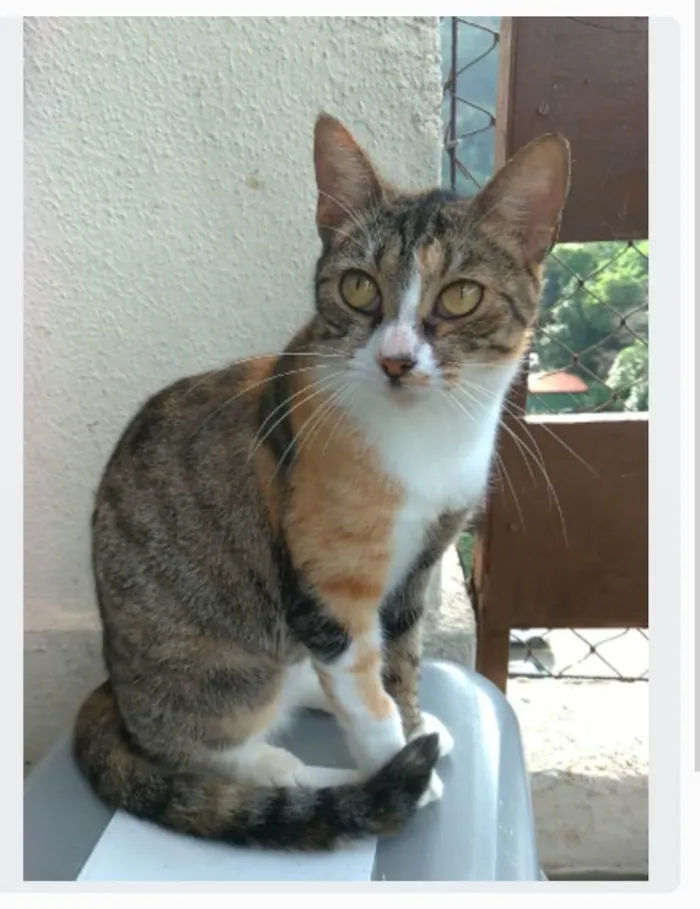 Gato ra a srd tigradinha  idade 1 ano nome TYNNA