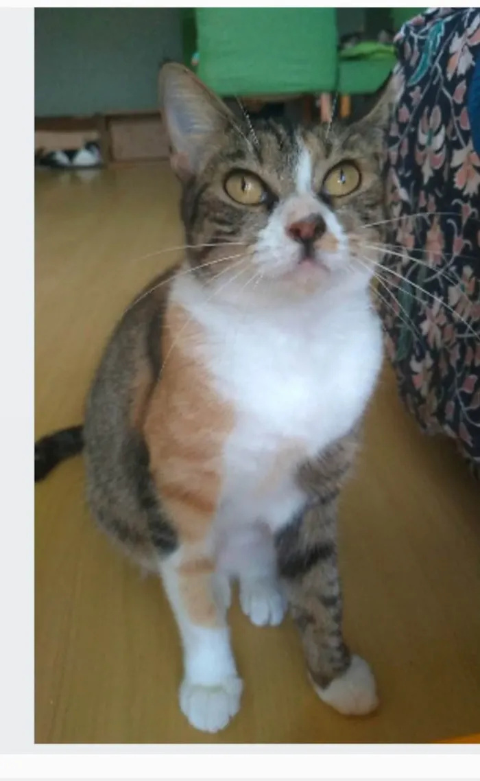 Gato ra a srd tigradinha  idade 1 ano nome TYNNA