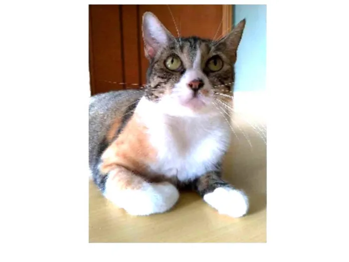 Gato ra a srd tigradinha  idade 1 ano nome TYNNA