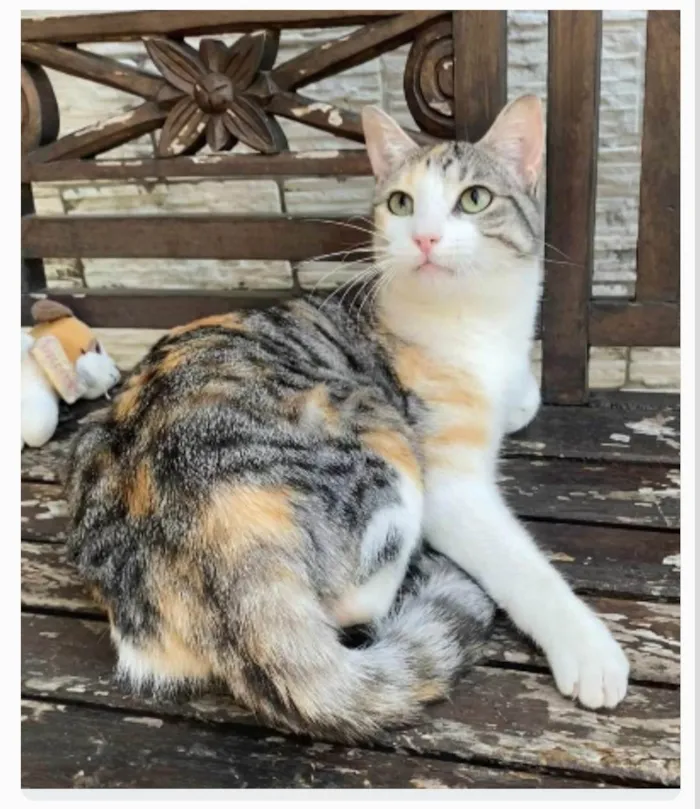 Gato ra a srd tricolor idade 2 anos nome PENÉLOPE 