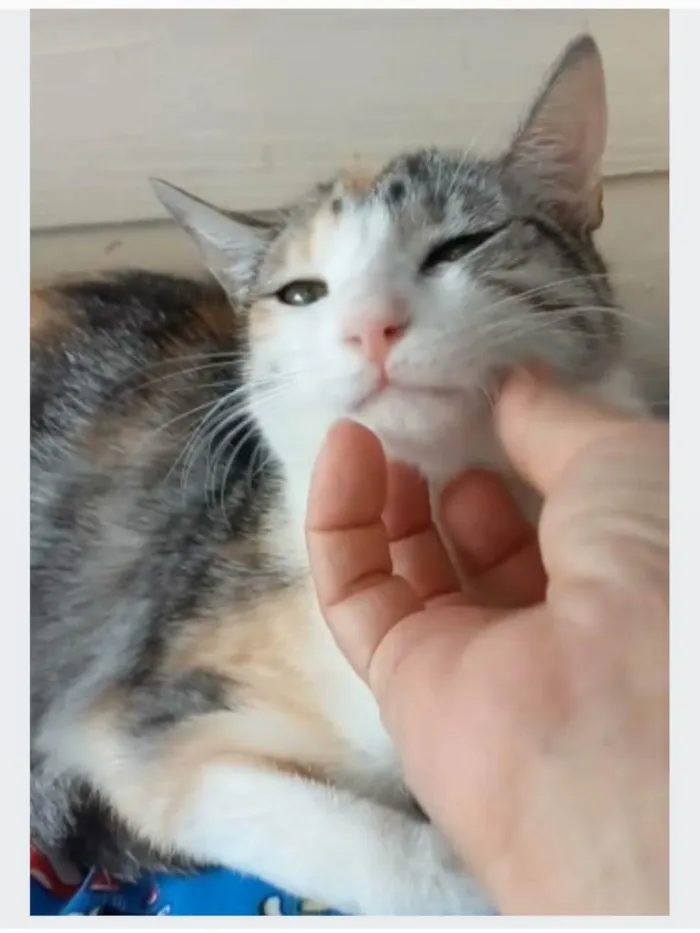 Gato ra a srd tricolor idade 2 anos nome PENÉLOPE 