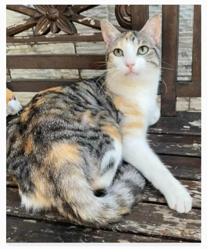 Gato ra a srd tricolor idade 2 anos nome PENÉLOPE 
