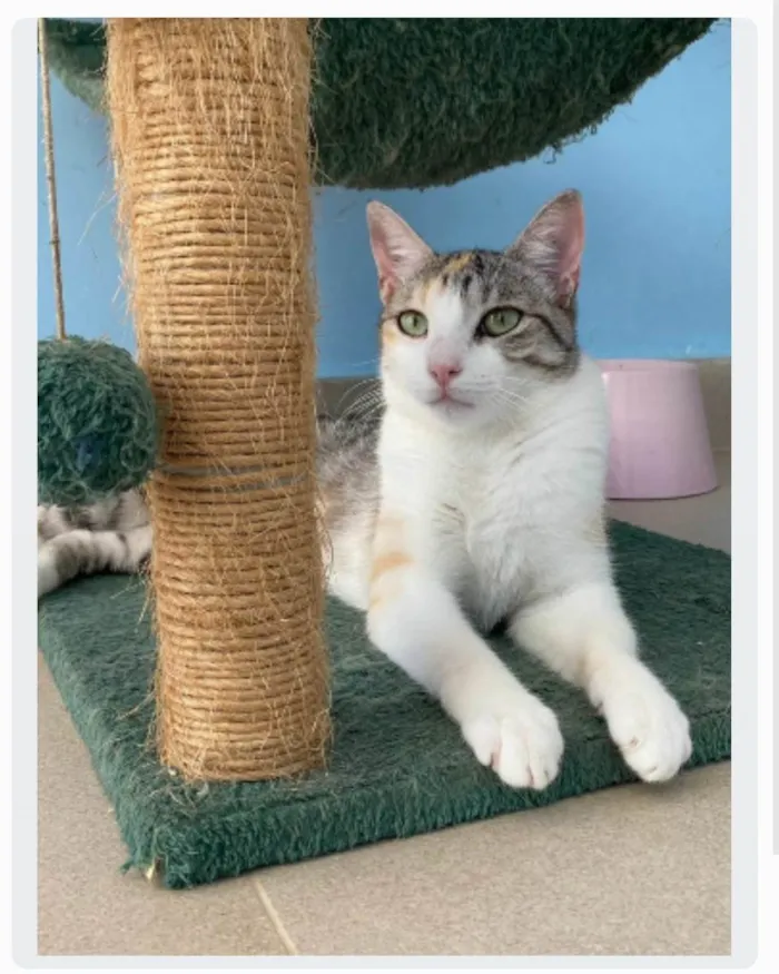 Gato ra a srd tricolor idade 2 anos nome PENÉLOPE 