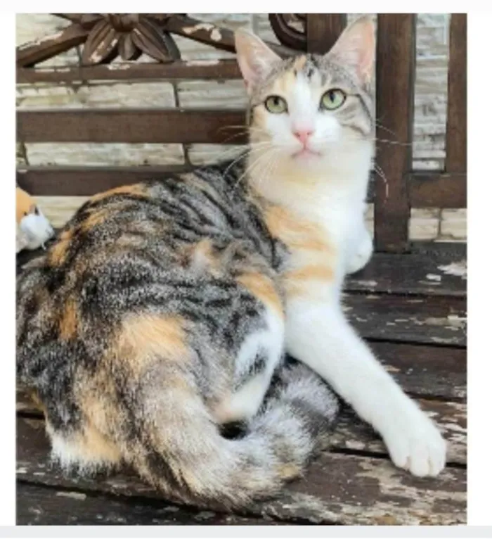 Gato ra a srd tricolor idade 2 anos nome PENÉLOPE 