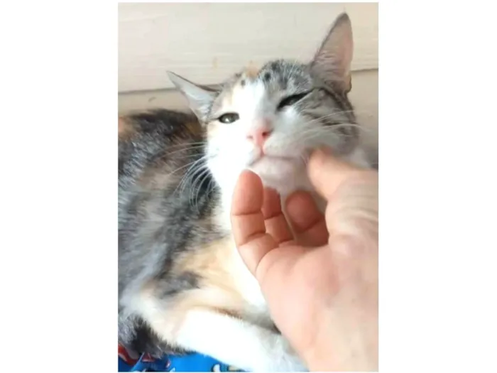 Gato ra a srd tricolor idade 2 anos nome PENÉLOPE 