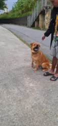 Apolo