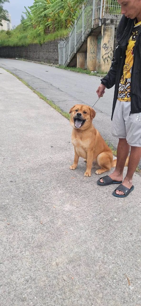 Cachorro ra a Chow Chow com Akita idade 1 ano nome Apolo