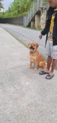 Apolo