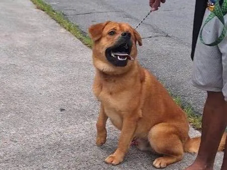 Cachorro ra a Chow Chow com Akita idade 1 ano nome Apolo