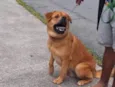 Apolo