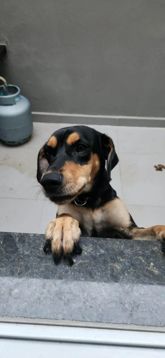 Cachorro ra a SRD-ViraLata idade 1 ano nome Bela e filhotes