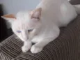Nick