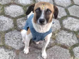 Cachorro raça SRD-ViraLata idade 1 ano nome Nina