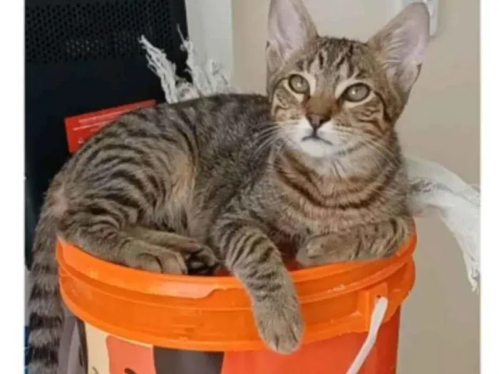 Gato ra a srd tigradinho idade 7 a 11 meses nome NICK