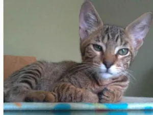 Gato raça srd tigradinho idade 7 a 11 meses nome NICK